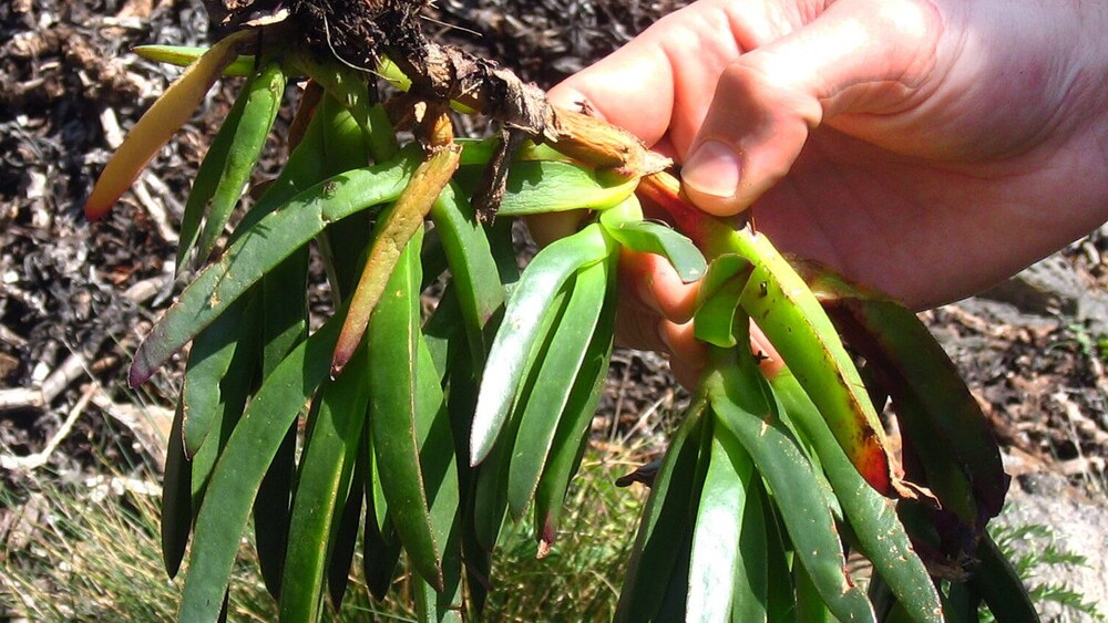 plantes invasores