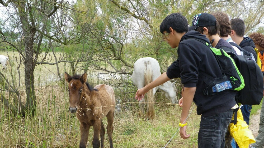 nens i cavalls petits