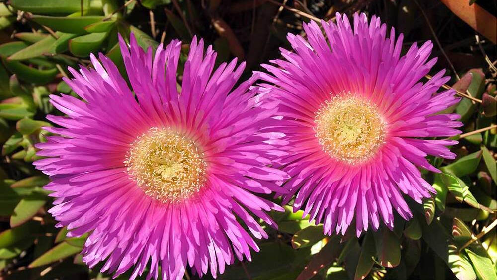 Planta invasora Carpobrotus