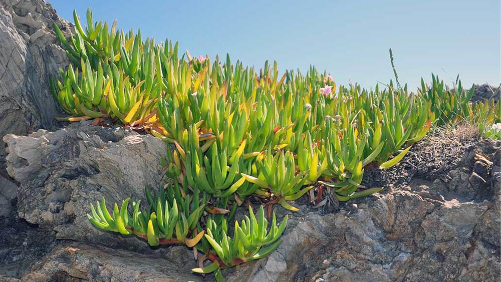 Planta invasorai Carpobrotus