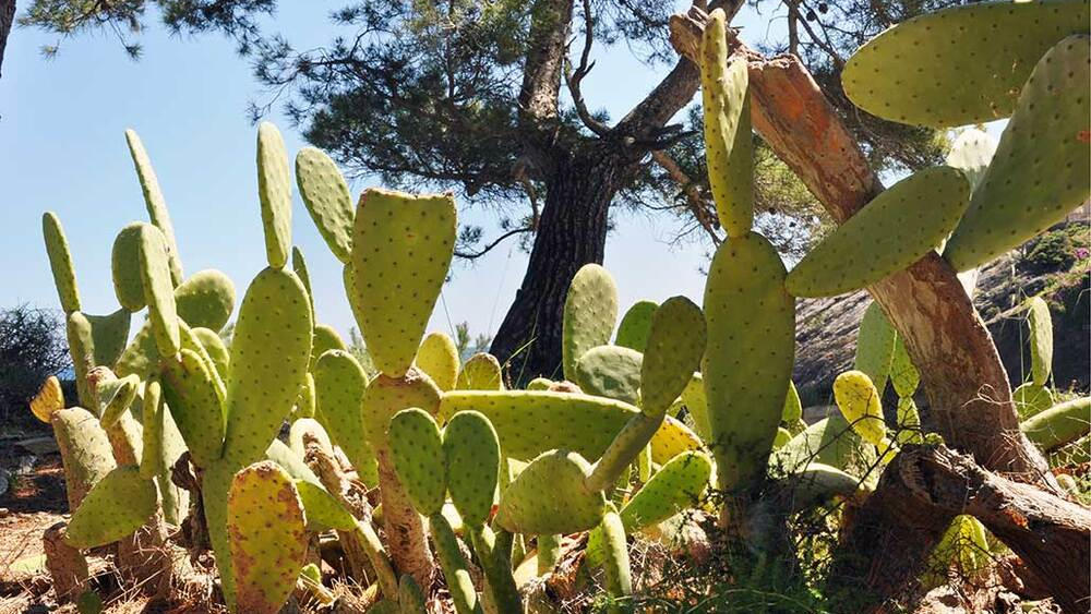 Planta invasora Exogarrag