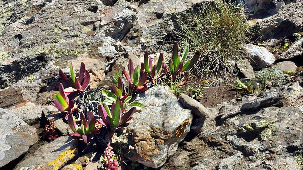 Planta invasora Carpobrotus