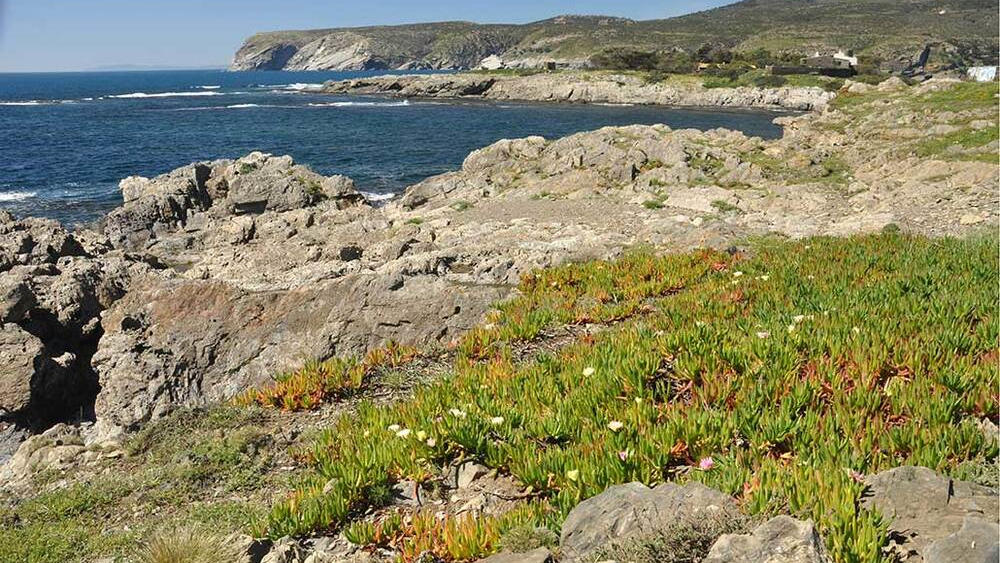 Planta invasora Carpobrotus