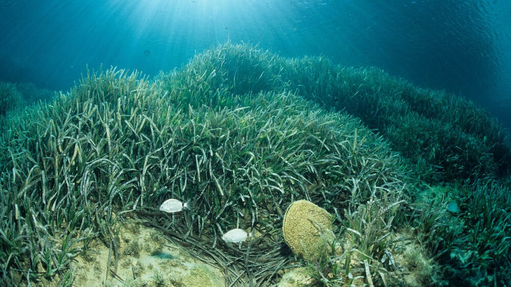 Praderia Posidonia