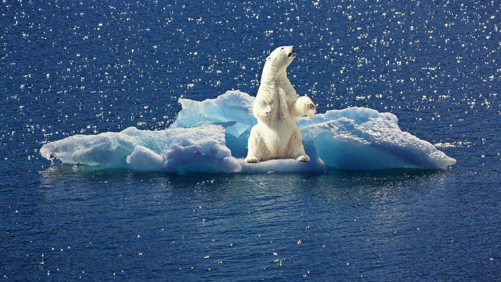 os polar damunt un troç de gel enmig del mar